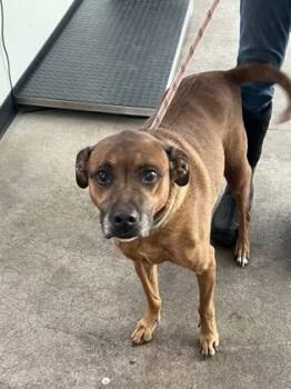 Rescue Mixed Breed Dogs for Adoption in West Chester, Pennsylvania - Carolina | PetCurious