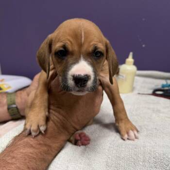 Mixed Breed Dogs Available for Adoption - Carlotta | PetCurious