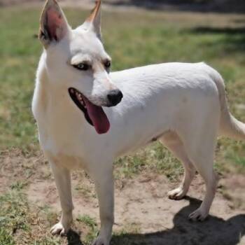 Paloma  -  Mixed Breed Dog Available for Adoption in Leesburg, Georgia - Paloma  | PetCurious