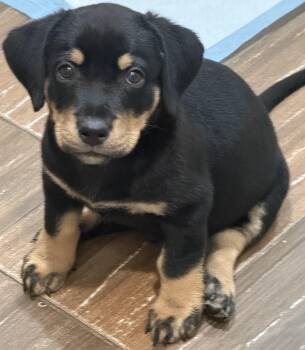 Gus -  Dachshund and Catahoula Leopard Dog Dog for Adoption in Bryan, Texas - Gus | PetCurious