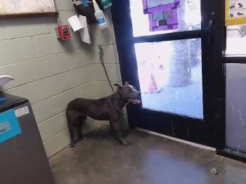 A183623 -  Pit Bull Terrier and Mixed Breed Dog for Adoption in Tulsa, Oklahoma - A183623 | PetCurious