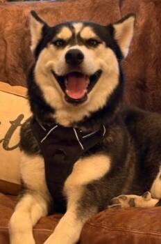 Husky Dogs Available for Adoption - Luna Lee | PetCurious