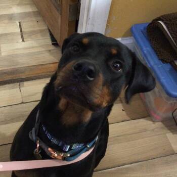Tilly -  Rottweiler Dog for Adoption in New Orleans, Louisiana - Tilly | PetCurious