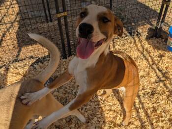 Rescue Labrador Retriever and Husky Dogs for Adoption in Fosters, Alabama - GEORGIA | PetCurious