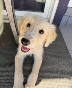 Dory -  Goldendoodle Dog for Adoption in Larkfield-wikiup, California - Dory | PetCurious