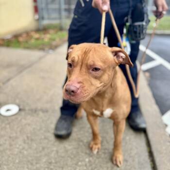 Pit Bull Terrier Dogs Available for Adoption - Chalupa  | PetCurious