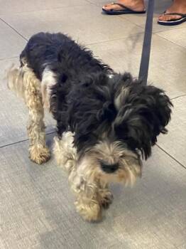 ELVIS -  Maltese Dog for Adoption in Rancho Cucamonga, California - ELVIS | PetCurious