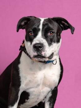 Kaa -  Mixed Breed Dog for Adoption in Atlanta, Georgia - Kaa | PetCurious