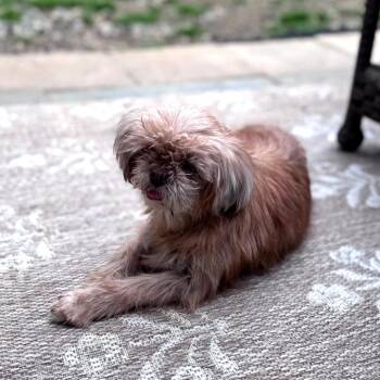 Jayna -  Shih Tzu and Mixed Breed Dog for Adoption in Durham, North Carolina - Jayna | PetCurious