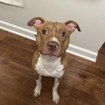 Mixed Breed Dogs Available for Adoption in Wheeling, Illinois - Adonis | PetCurious