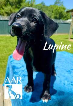 Labrador Retriever Dogs Available for Adoption in Magnolia, Texas - Lupine | PetCurious