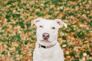 American Staffordshire Terrier Dogs Available for Adoption - Stella | PetCurious