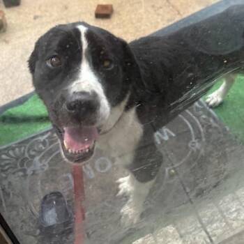 Marley -  Mixed Breed Dog for Adoption in Dickinson, Texas - Marley | PetCurious
