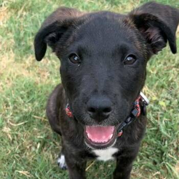 Bart -  Mixed Breed and Labrador Retriever Dog for Adoption in Pelham, New Hampshire - Bart | PetCurious