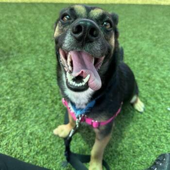 Hei Hei -  Mixed Breed Dog for Adoption in Pittsburgh, Pennsylvania - Hei Hei | PetCurious