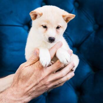 Shiba Inu Dogs Available for Adoption in Zionsville, Indiana - Murley | PetCurious