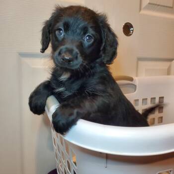 Poodle and Mixed Breed Dogs Available for Adoption - Albert | PetCurious