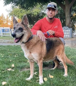 Chi Chi -  German Shepherd Dog Dog for Adoption in Davis, California - Chi Chi | PetCurious