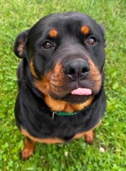 Roxy -  Rottweiler Dog for Adoption in Lagrange, Indiana - Roxy | PetCurious