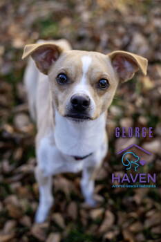 Rescue Chihuahua Dogs for Adoption in Omaha, Nebraska - George | PetCurious
