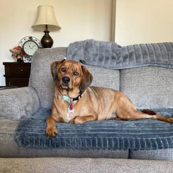 Rescue Coonhound Dogs for Adoption in South Elgin, Illinois - Hazel - Home To Home | PetCurious