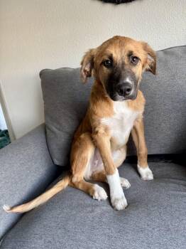 RIVER -  Great Pyrenees Dog for Adoption in Broomfield, Colorado - RIVER | PetCurious