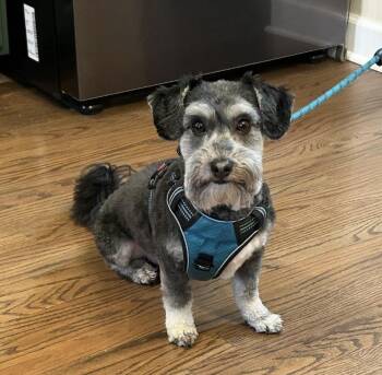 Rescue Miniature Schnauzer Dogs for Adoption in Philadelphia, Pennsylvania - Tony | PetCurious
