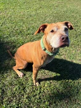 Rescue Mixed Breed Dogs for Adoption in Ocala, Florida - Lettie Lettuce | PetCurious