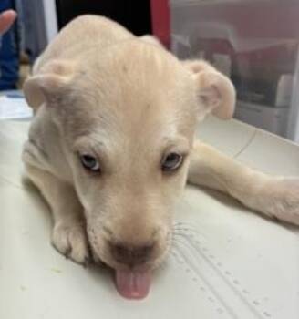 Lester -  Labrador Retriever and Mixed Breed Dog for Adoption in Gainesville, Florida - Lester | PetCurious