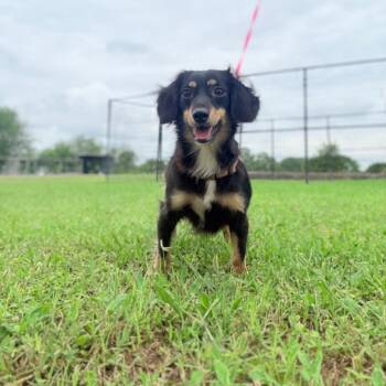 Whiskey -  Dachshund Dog for Adoption in Harlingen, Texas - Whiskey | PetCurious