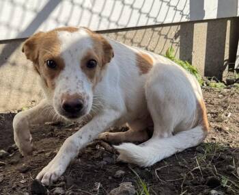 Hansel -  Spaniel Dog for Adoption in South Bend, Indiana - Hansel | PetCurious