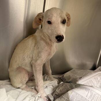 Katniss - 062904U -  Labrador Retriever and Mixed Breed Dog for Adoption in Tupelo, Mississippi - Katniss - 062904U | PetCurious