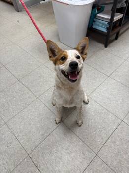 Rescue Cattle Dog Dogs for Adoption in Sorrento, Louisiana - 25-0745D | PetCurious