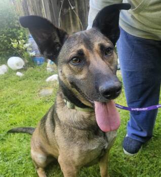 Rex -  German Shepherd Dog Dog for Adoption in Sharon, Connecticut - Rex | PetCurious