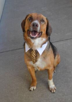 German Shepherd Dog Dogs Available for Adoption - Moose | PetCurious