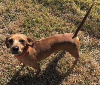 Dachshund and Mixed Breed Dogs Available for Adoption - Danny | PetCurious