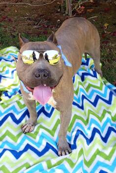 Rescue Pit Bull Terrier and American Staffordshire Terrier Dogs for Adoption in Sacramento, California - Kamm | PetCurious