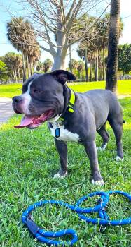 Rocky and Lucy -  Pit Bull Terrier and American Staffordshire Terrier Dog for Adoption in Pompano Beach, Florida - Rocky And Lucy | PetCurious
