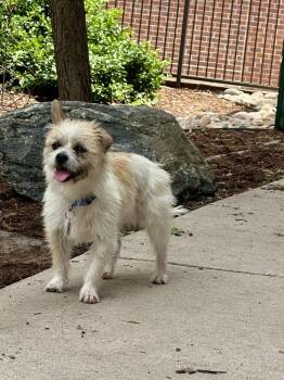 Yorkshire Terrier and Mixed Breed Dogs Available for Adoption in Denver, Colorado - Teddy | PetCurious