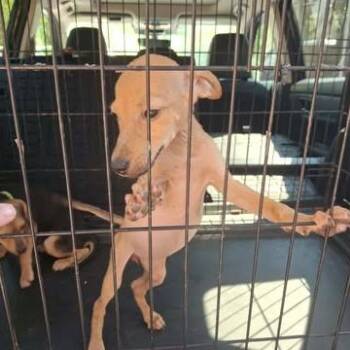 Dolly (#6) -  Mixed Breed Dog for Adoption in Dover, Arkansas - Dolly (#6) | PetCurious