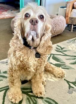 Cocker Spaniel Dogs Available for Adoption in South Lyon, Michigan - Doug | PetCurious