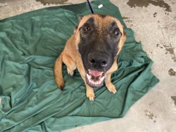 Rescue Belgian Shepherd Malinois Dogs for Adoption in Riverside, California - TANYA | PetCurious