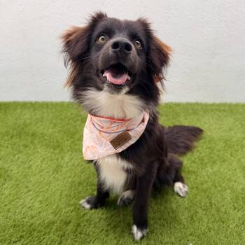 ARCHIE -  Spaniel and Border Collie Dog for Adoption in San Diego, California - ARCHIE | PetCurious