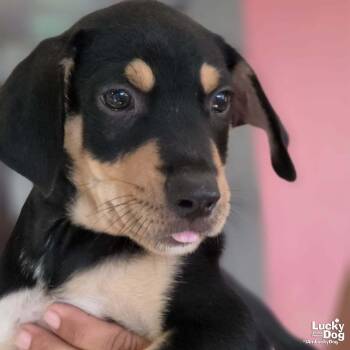 Aaron -  Labrador Retriever Dog for Adoption in Washington, District Of Columbia - Aaron | PetCurious