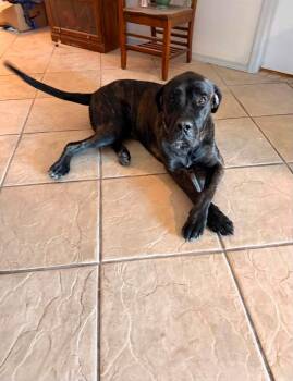 Titan -  Cane Corso and Great Dane Dog for Adoption in Gilbert, Arizona - Titan | PetCurious