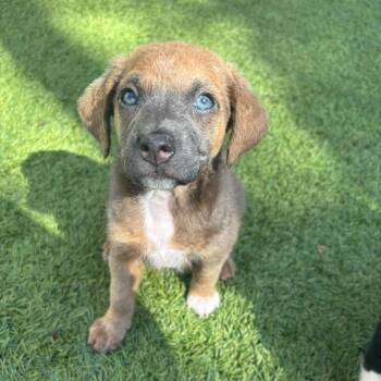 Mixed Breed Dogs Available for Adoption - Mabel 9139 | PetCurious