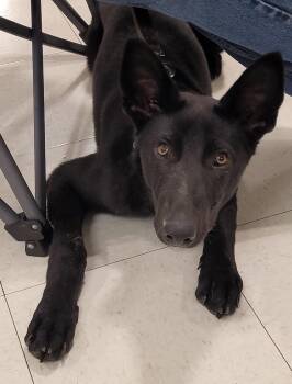 Kaiser 7313 -  German Shepherd Dog Dog for Adoption in Centreville, Virginia - Kaiser 7313 | PetCurious