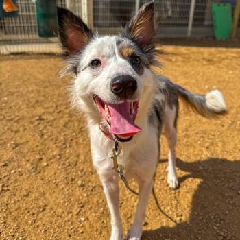 Solana -  Mixed Breed Dog for Adoption in Bentonville, Arkansas - Solana | PetCurious