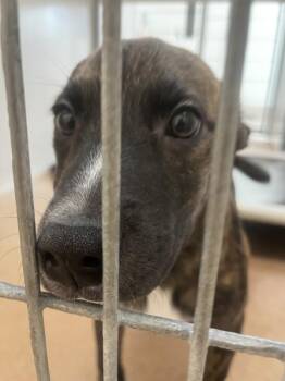 Toffee -  Mixed Breed Dog for Adoption in Santa Rosa, California - Toffee | PetCurious