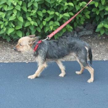 Zander -  Yorkshire Terrier and Mixed Breed Dog for Adoption in Elk Grove Village, Illinois - Zander | PetCurious